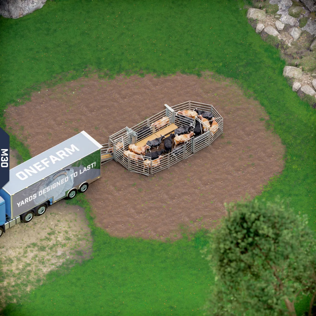Yard-Show-Cattle