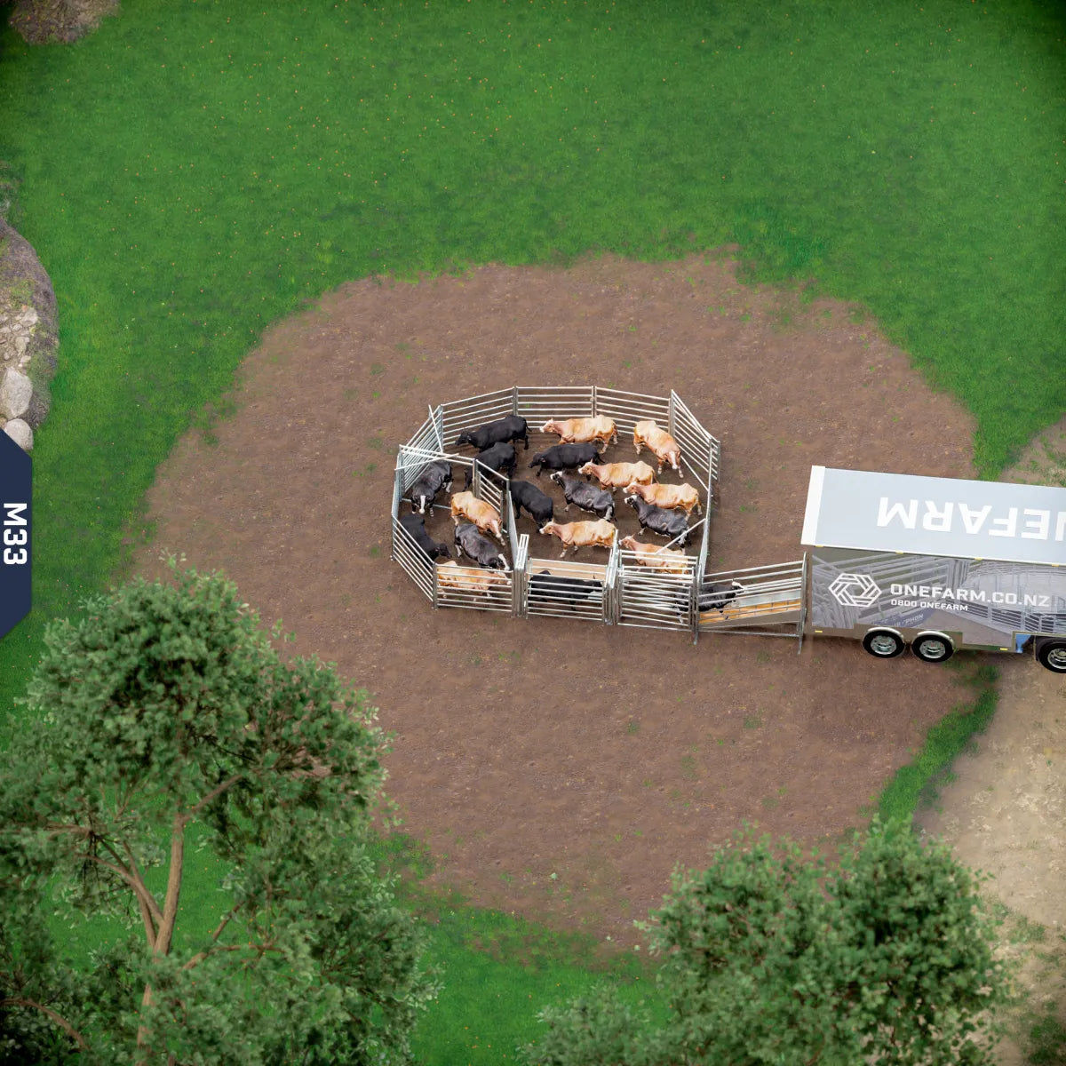 Yard-Show-Cattle