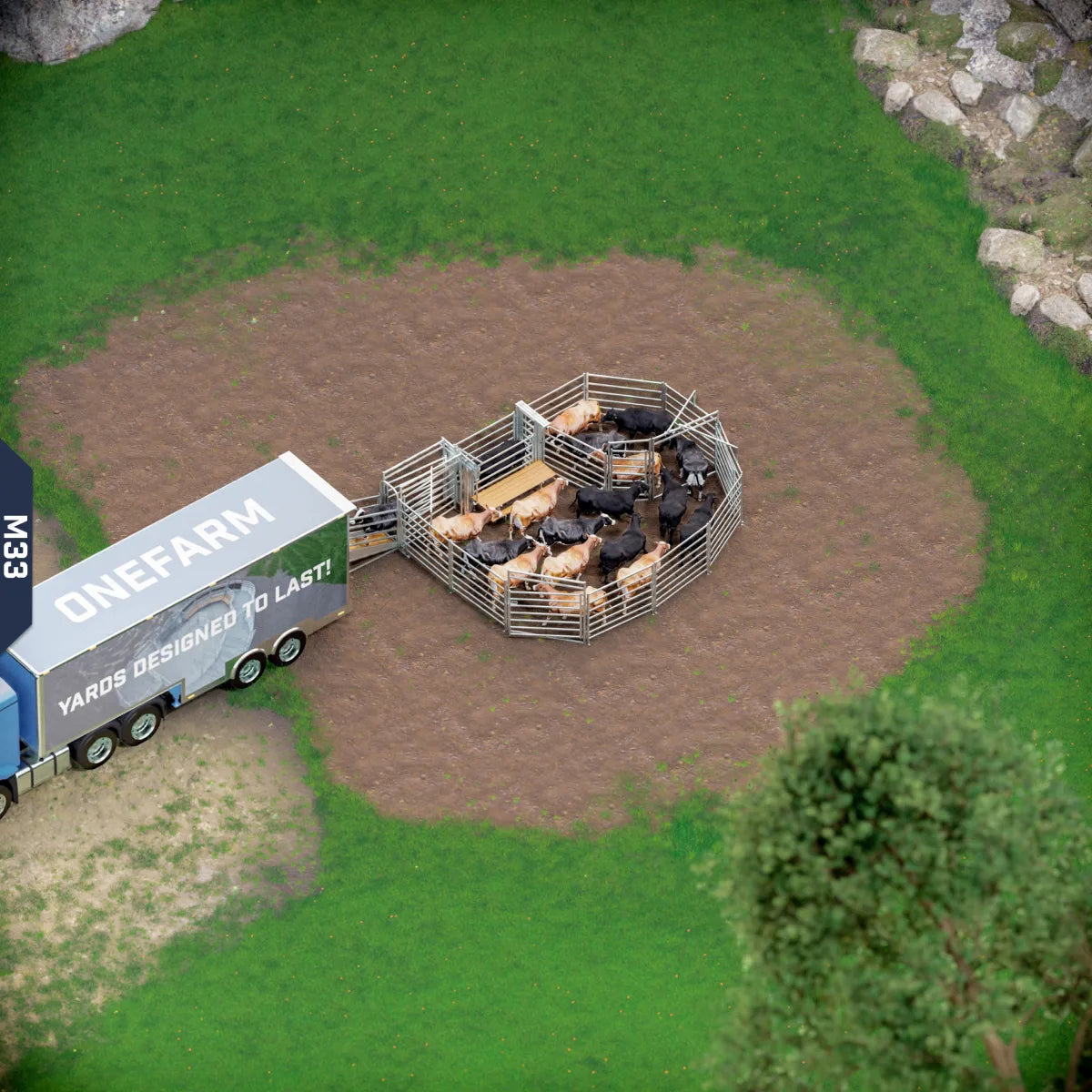Yard-Show-Cattle