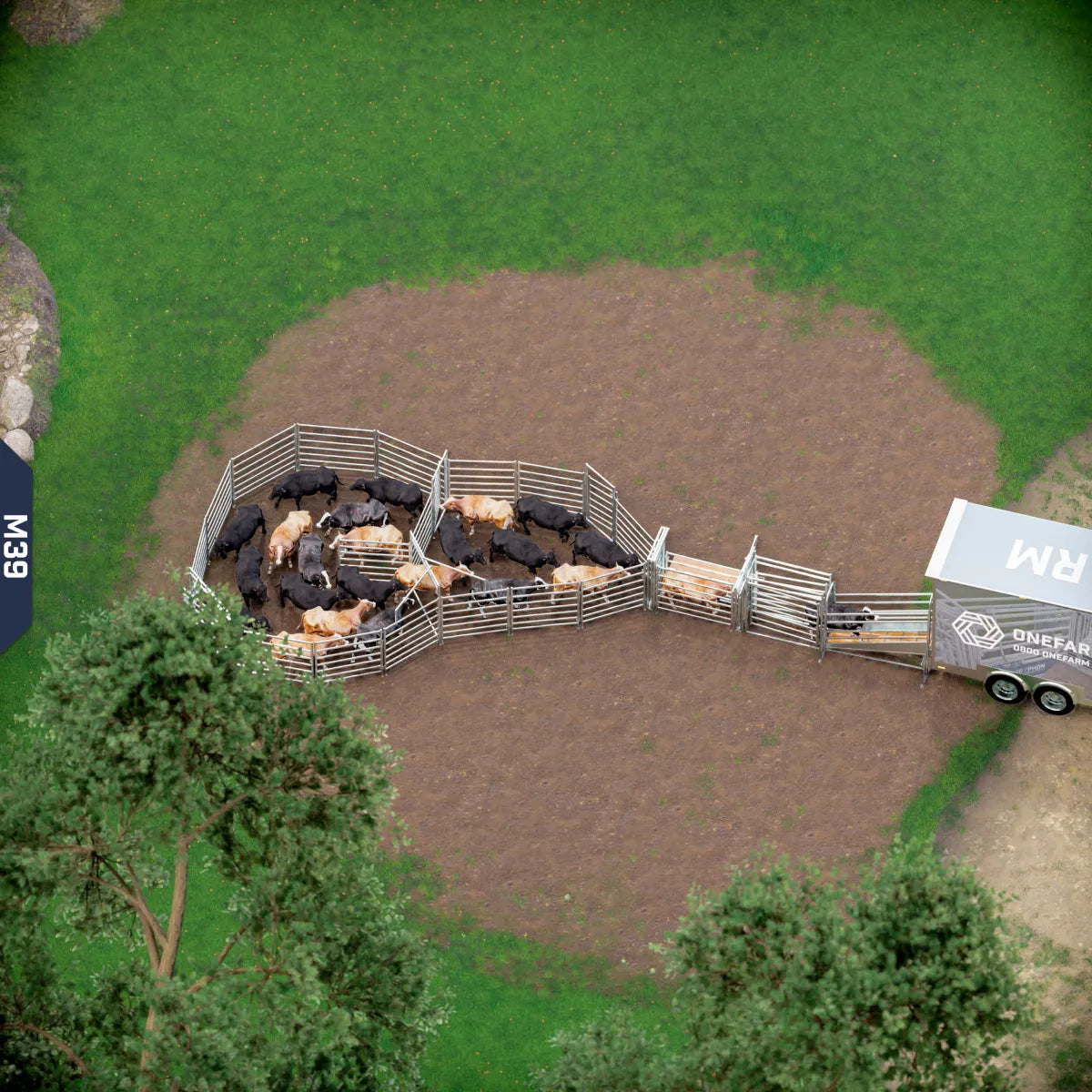 Yard-Show-Cattle