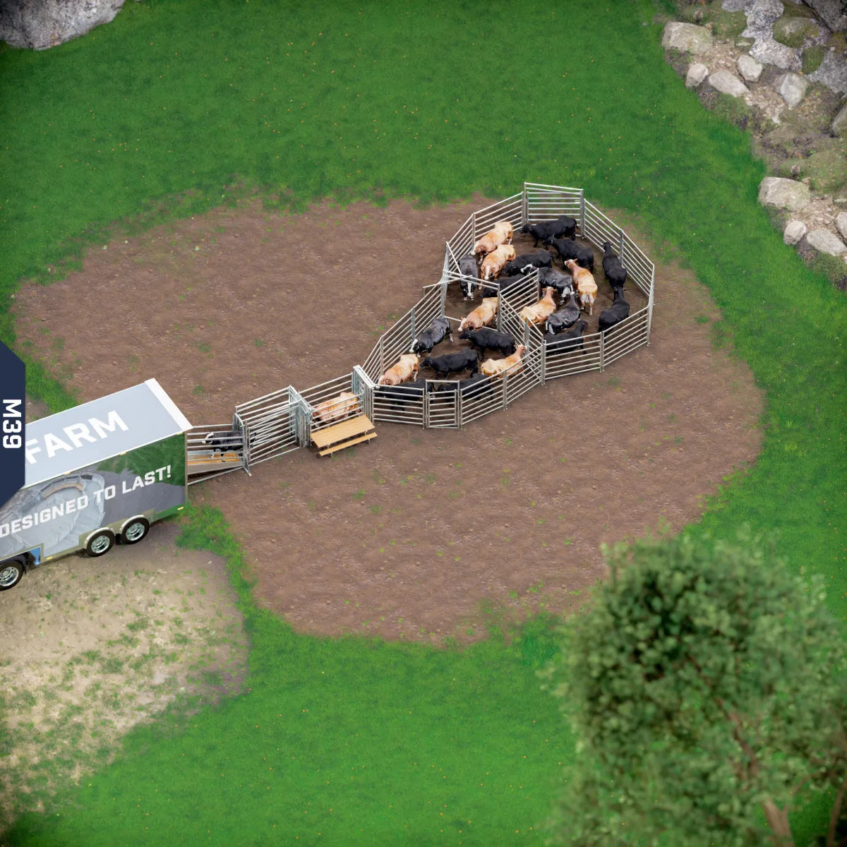 Yard-Show-Cattle