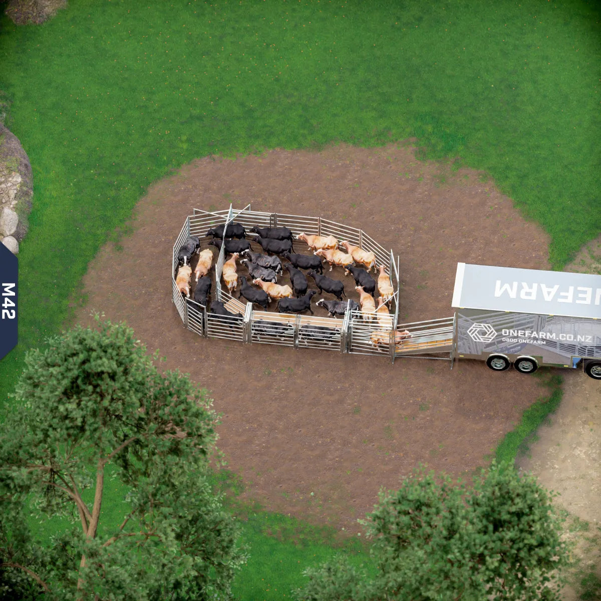 Yard-Show-Cattle