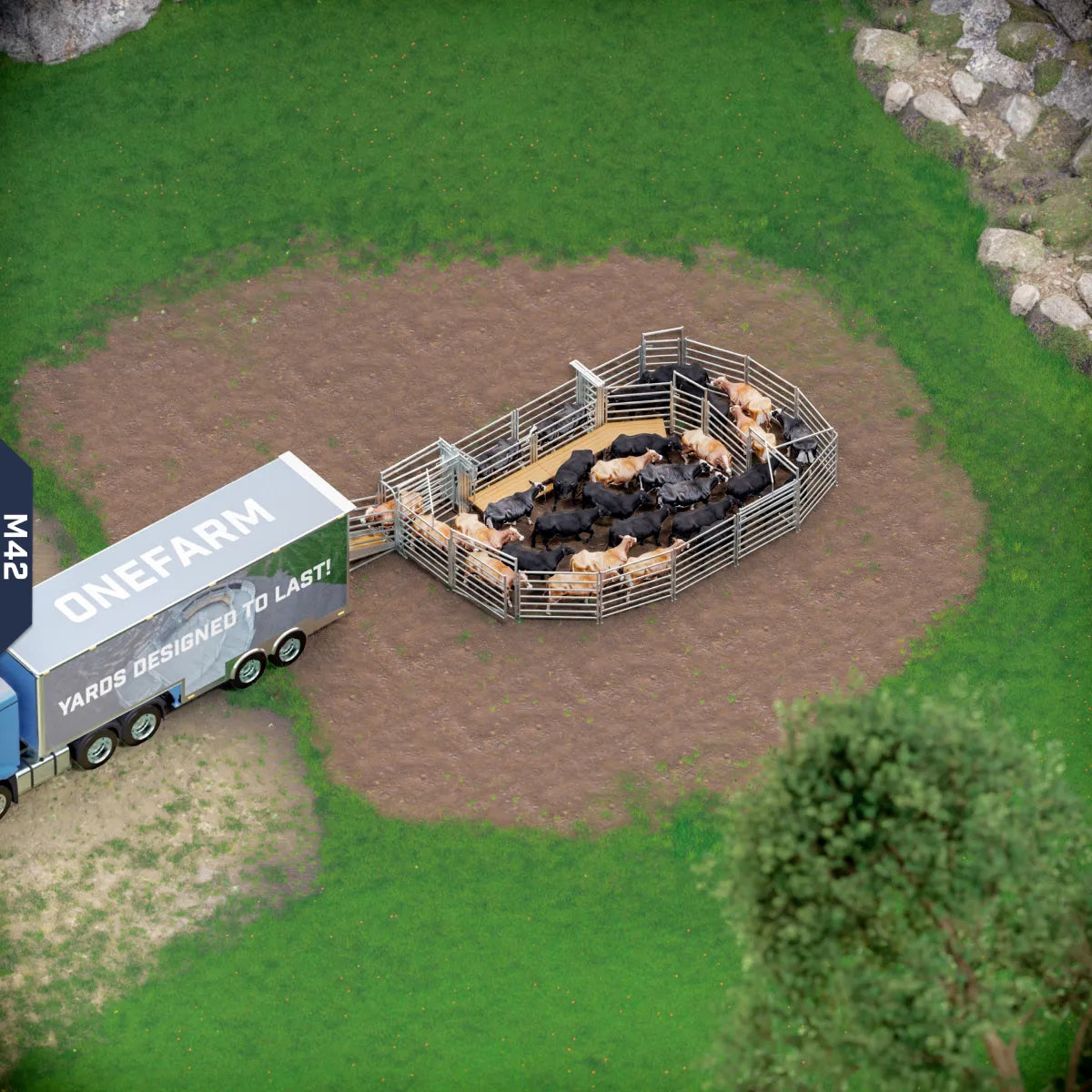 Yard-Show-Cattle