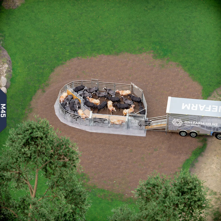 Yard-Show-Cattle