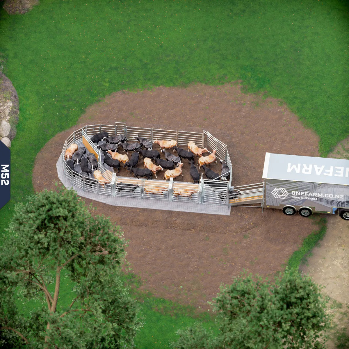 Yard-Show-Cattle