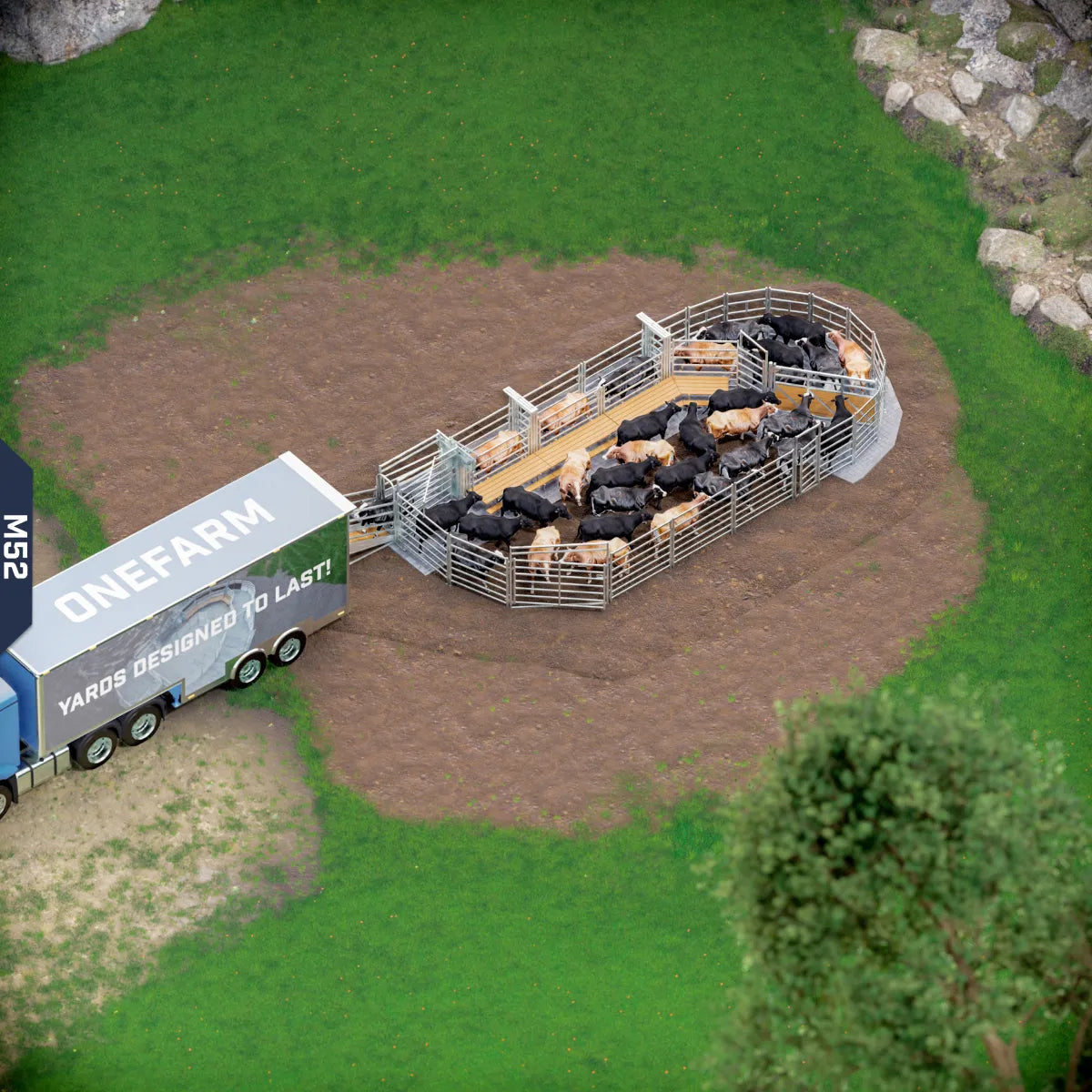 Yard-Show-Cattle