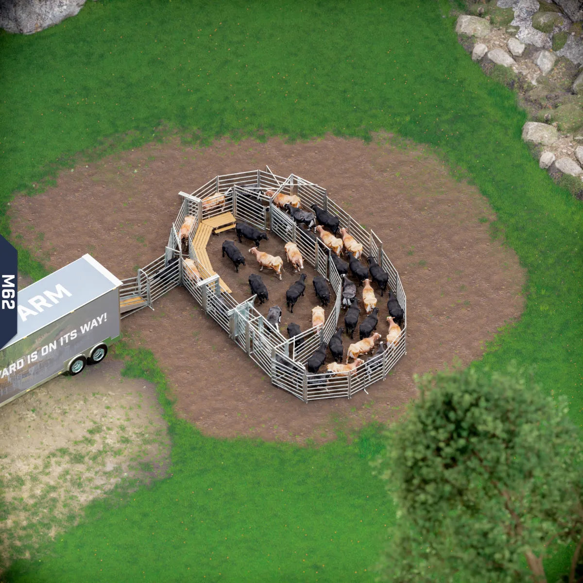 Yard-Show-Cattle