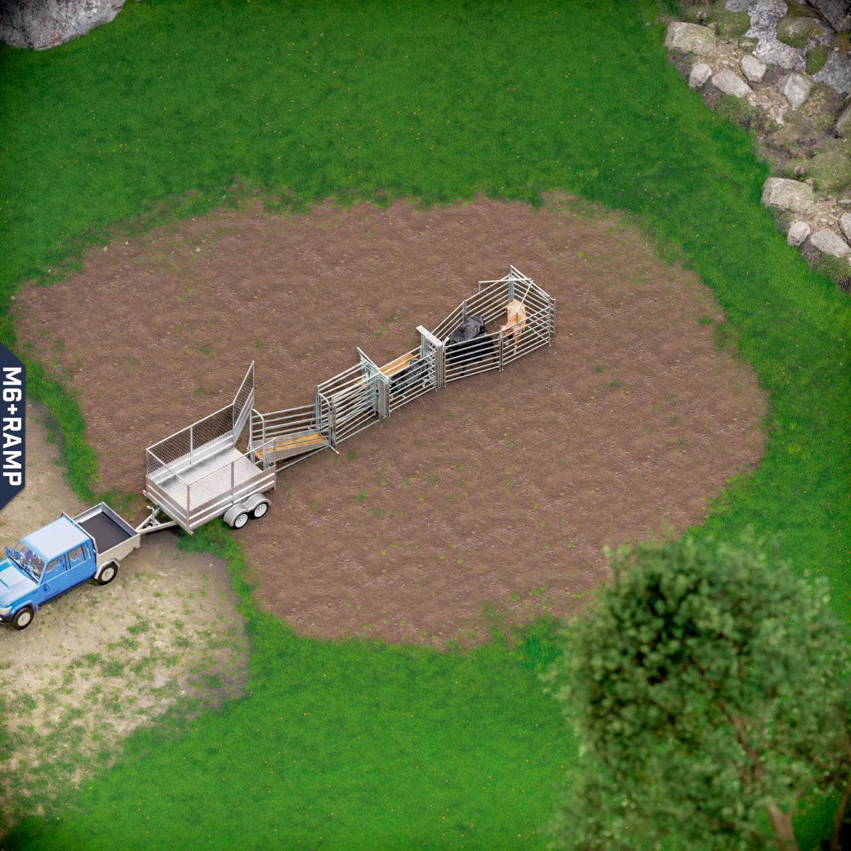Yard-Show-Cattle