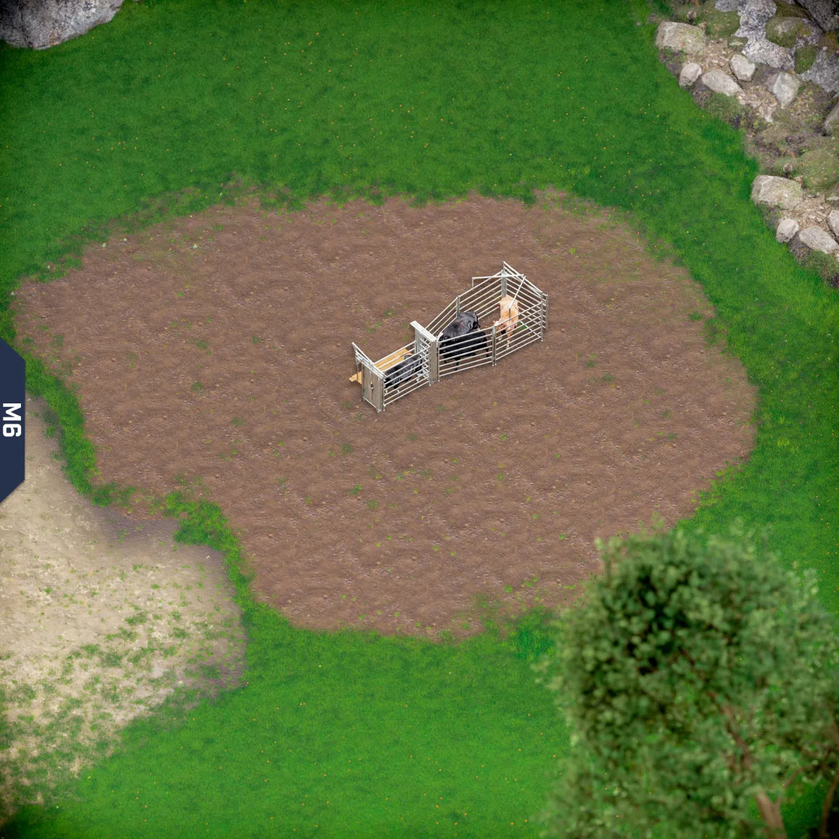 Yard-Show-Cattle