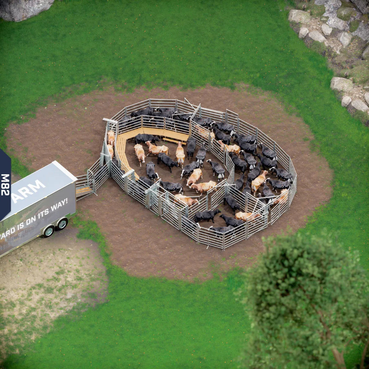 Yard-Show-Cattle