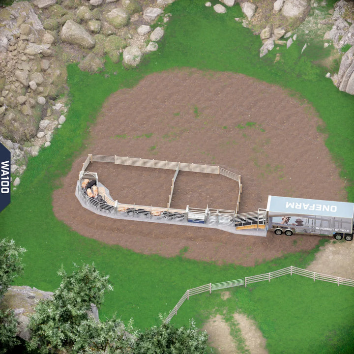Yard-Show-Cattle