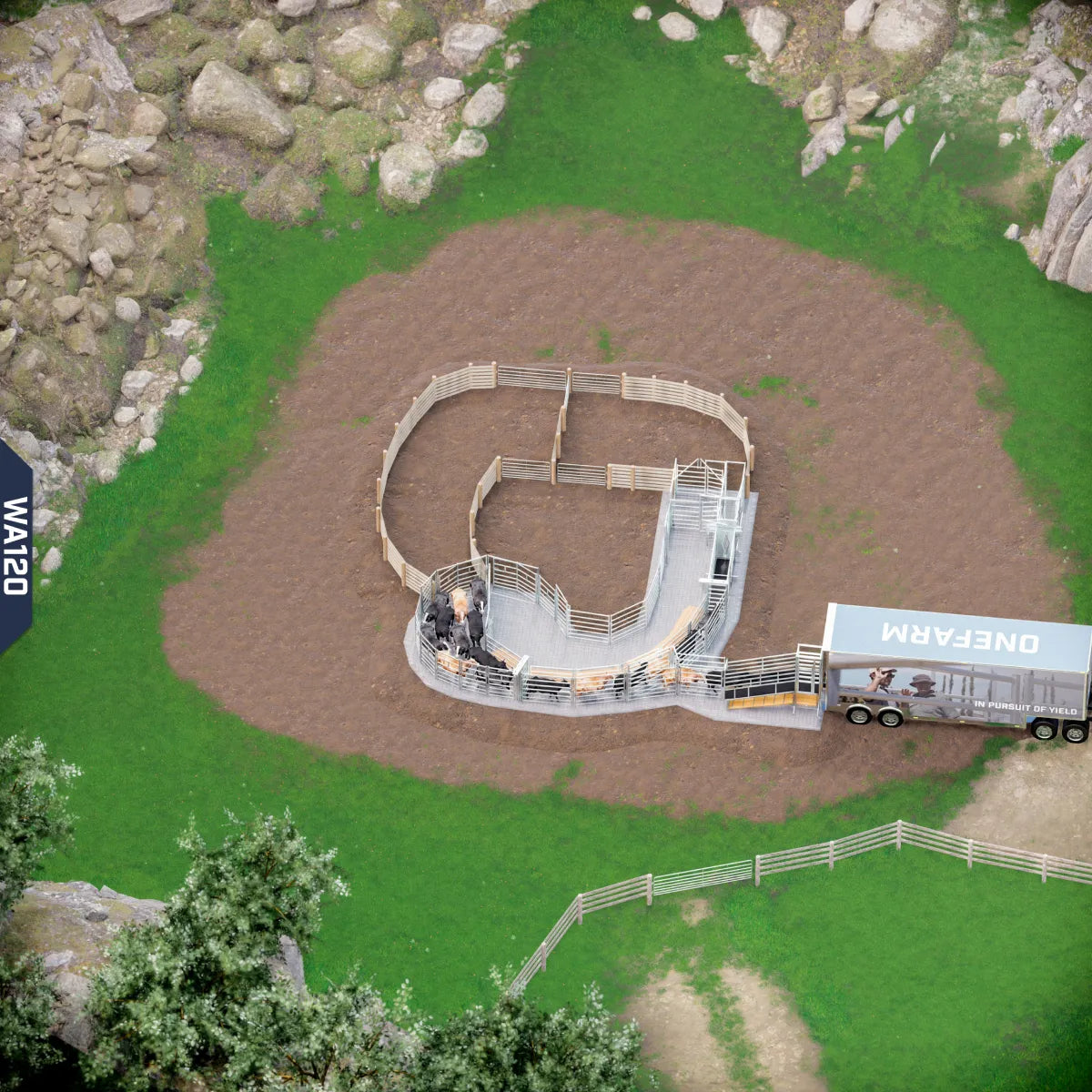Yard-Show-Cattle