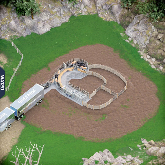 Yard-Show-Cattle
