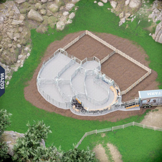 Yard-Show-Cattle
