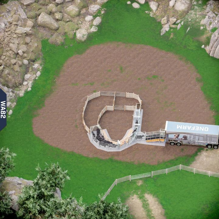 Yard-Show-Cattle