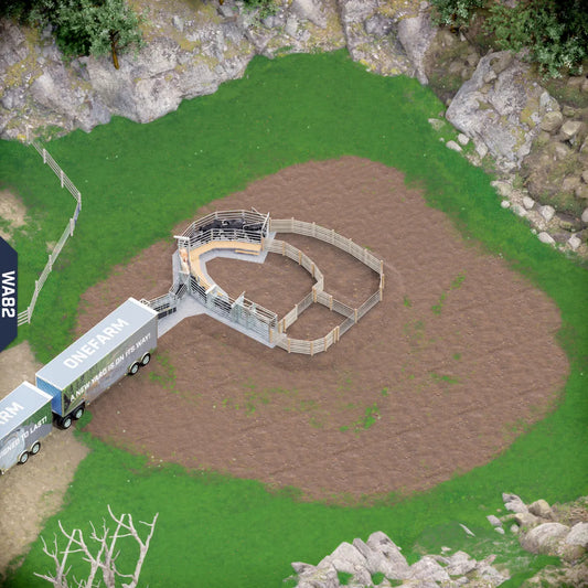 Yard-Show-Cattle